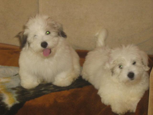 Szczeniaki Coton de Tulear, Gdańsk, pomorskie