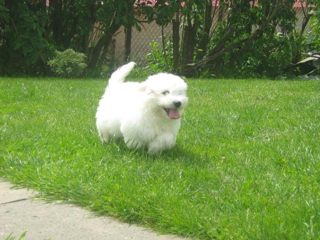 Szczeniaki Coton de Tulear, Gdańsk, pomorskie