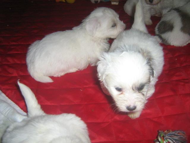 Szczeniaki Coton de Tulear, Gdańsk, pomorskie