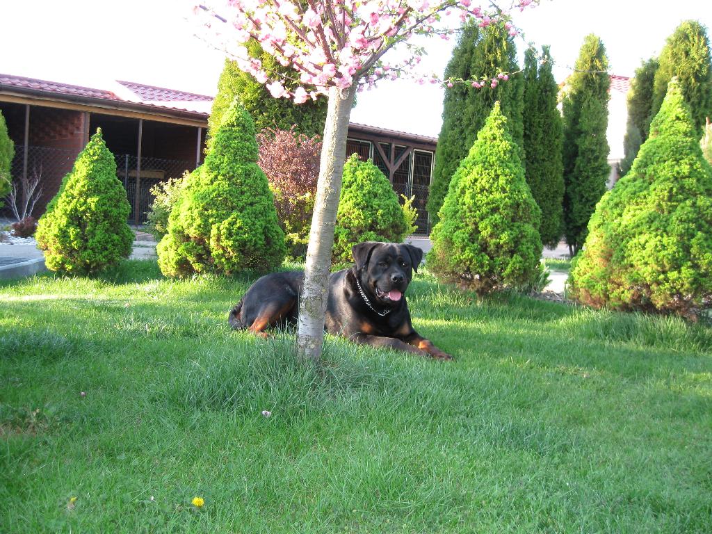 kojce