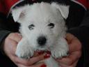 west highland white terrier - szczeniaki, reproduk, cała Polska