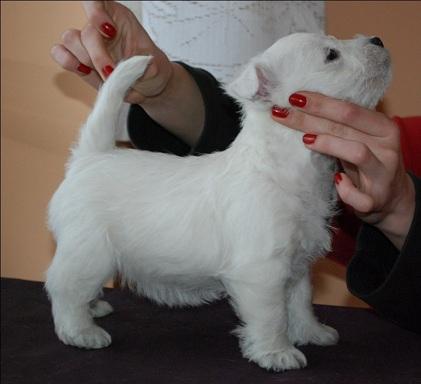 West highland white terrier - szczeniaki, reproduk