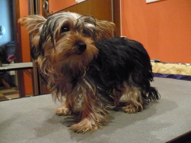 YORKSHIRE TERRIER DEYZI PRZED