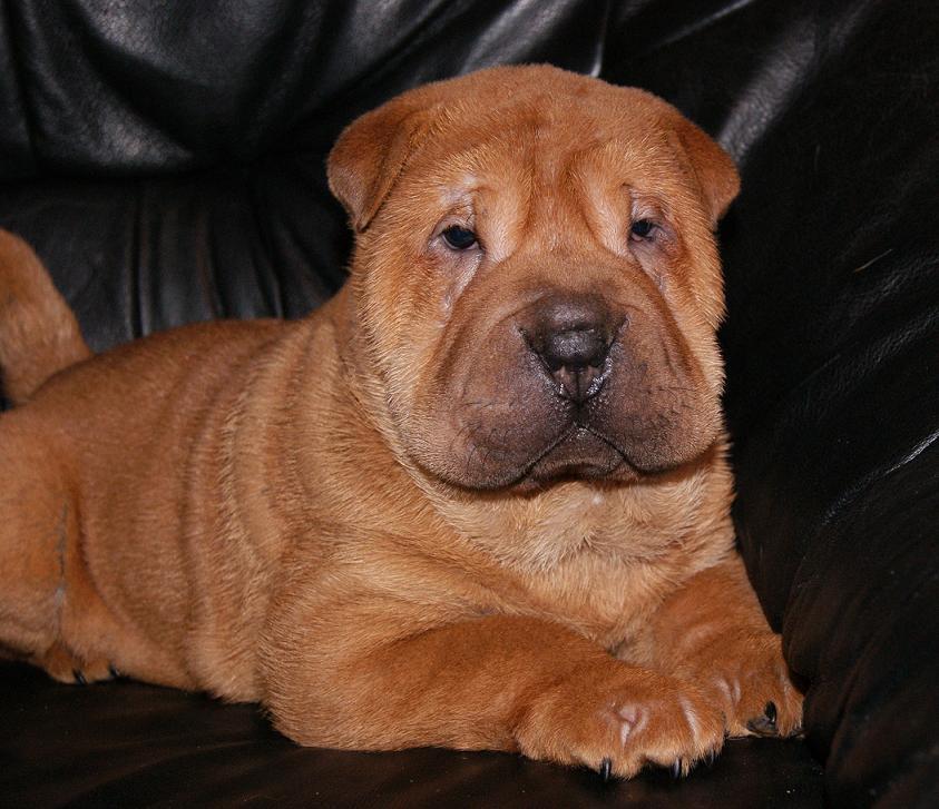 SHAR-PEI rodowodowe szczeniaczki!!!, Kobylanka pod Szczecinem, zachodniopomorskie