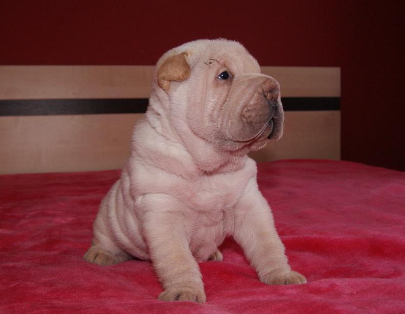 SHAR-PEI rodowodowe szczeniaczki!!!, Kobylanka pod Szczecinem, zachodniopomorskie