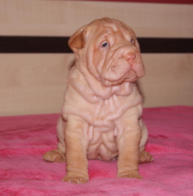 SHAR-PEI rodowodowe szczeniaczki!!!, Kobylanka pod Szczecinem, zachodniopomorskie