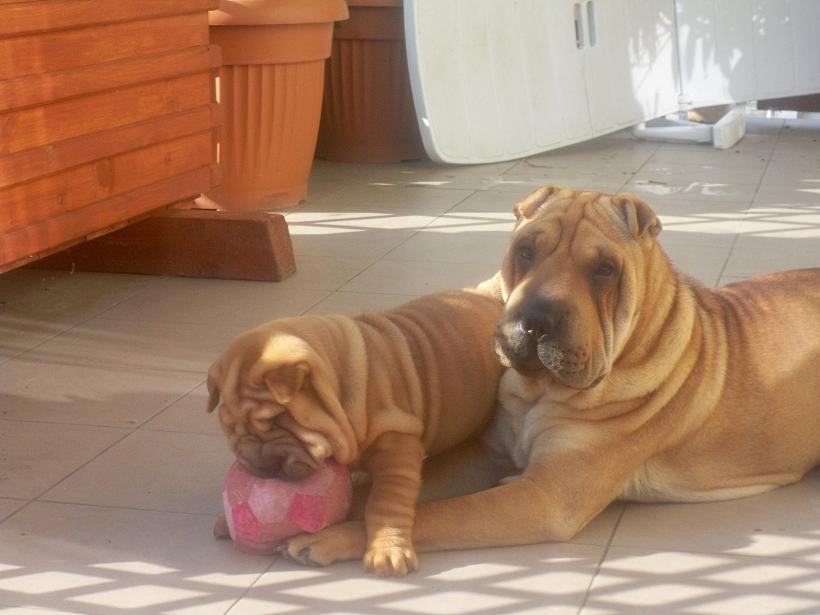 SHAR-PEI rodowodowe szczeniaczki!!!, Kobylanka pod Szczecinem, zachodniopomorskie