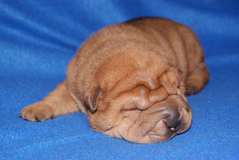 SHAR-PEI rodowodowe szczeniaczki!!!, Kobylanka pod Szczecinem, zachodniopomorskie