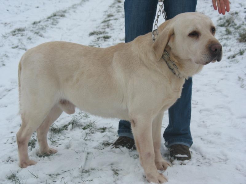 LABRADOR BISZKOPTOWY Z RODOWODEM-reproduktor, wielkopolskie