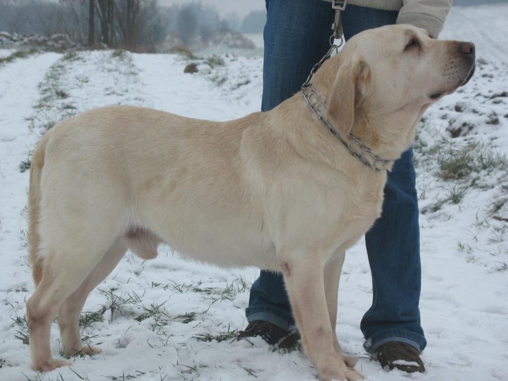 LABRADOR BISZKOPTOWY Z RODOWODEM-reproduktor, wielkopolskie