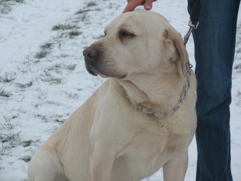 LABRADOR BISZKOPTOWY Z RODOWODEM-reproduktor, wielkopolskie