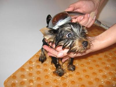 Tola w kąpieli - 3miesięczny Yorkshire Terrier - kliknij, aby powiększyć