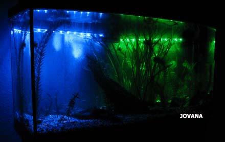 Oświetlenie LED Akwarium Wodoszczelne + przyssawk