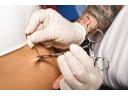 kolczykowanie - piercing każdej części ciała pełna sterylność