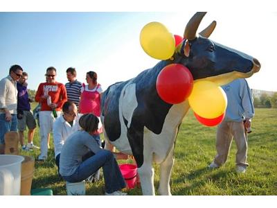 Krowa do dojenia - impreza plenerowa - urodziny - wynajem atrakcji na imprezy, eventy - kliknij, aby powiększyć