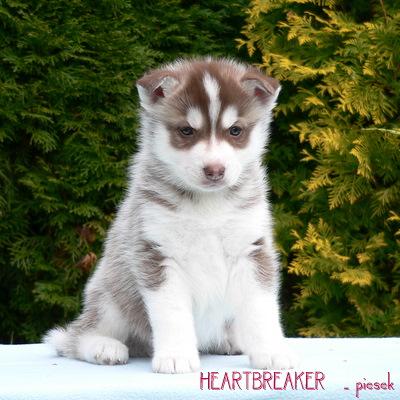 Rewelacyjne szczenięta SIBERIAN HUSKY z rodowodem, POZNAŃ, wielkopolskie