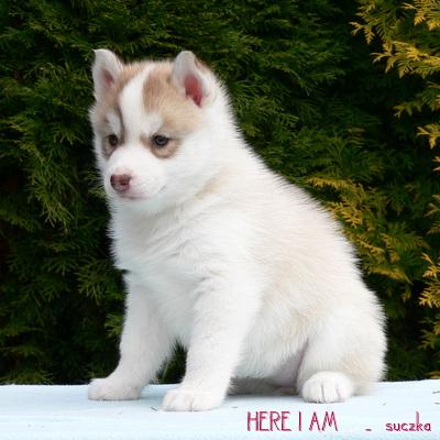 Rewelacyjne szczenięta SIBERIAN HUSKY z rodowodem, POZNAŃ, wielkopolskie