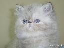 LIKO  -  koteczka perska  -  biała ze znaczeniami