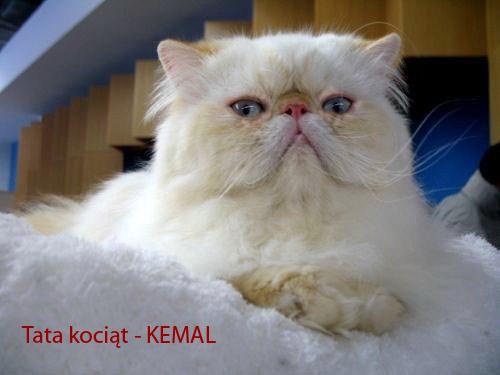  LIKO - koteczka perska - biała ze znaczeniami