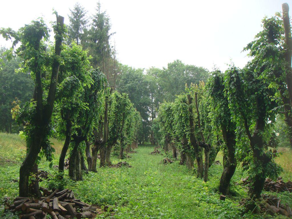 Park - pielęgnacja alei grabowej