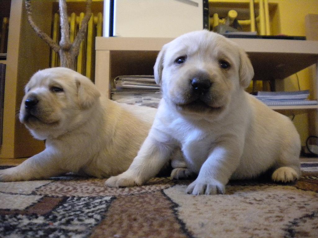 LABRADOR RETRIEVER