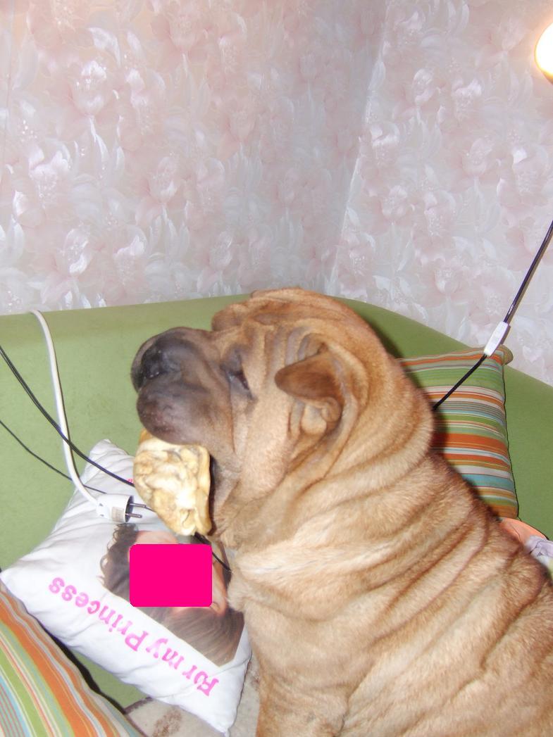 SHAR PEI reproduktor, Gdańsk, pomorskie