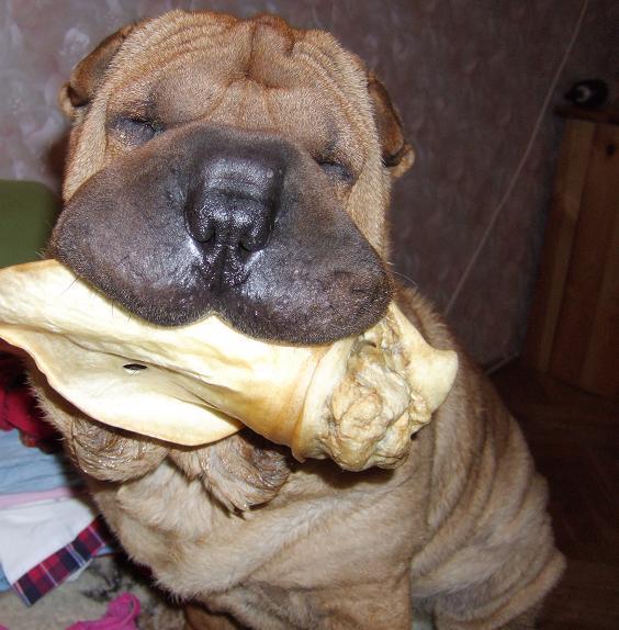 SHAR PEI reproduktor, Gdańsk, pomorskie