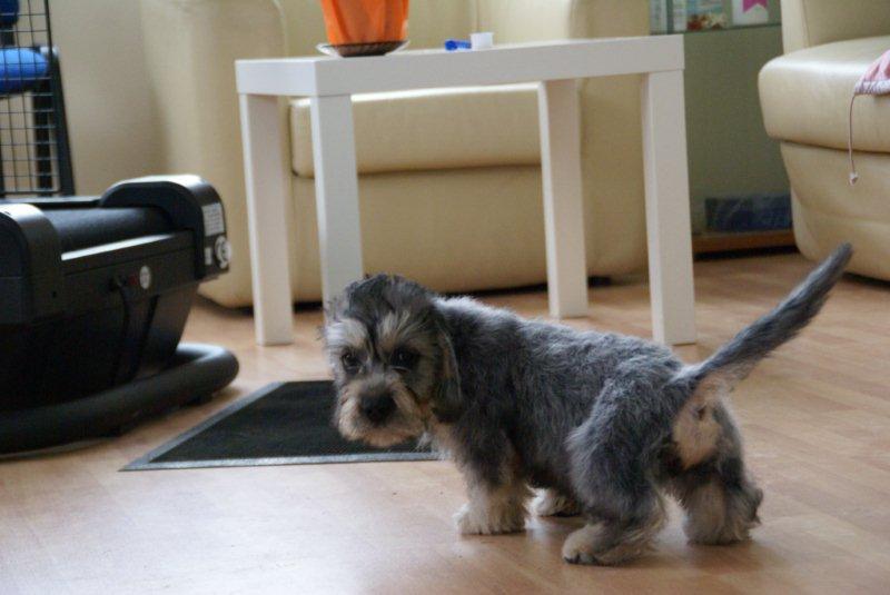 Dandie Dinmont Terrier, wiek 3 mies.