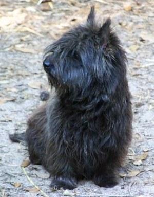 Śliczne szczenięta Cairn terrier, Konin, wielkopolskie