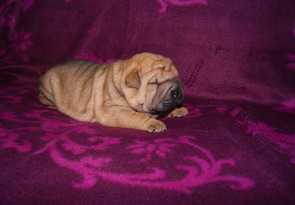 SHAR-PEI - hodowla z 40-letnim doświadczeniem !!!, Kobylanka pod Szczecinem, zachodniopomorskie