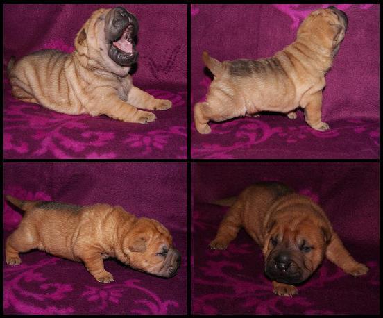 SHAR-PEI - hodowla z 40-letnim doświadczeniem !!!, Kobylanka pod Szczecinem, zachodniopomorskie