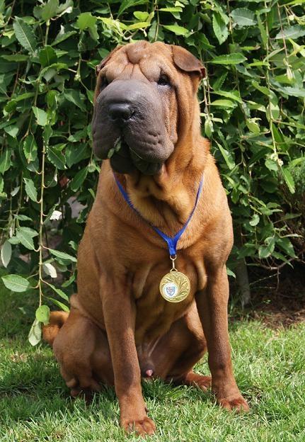 SHAR-PEI - hodowla z 40-letnim doświadczeniem !!!, Kobylanka pod Szczecinem, zachodniopomorskie