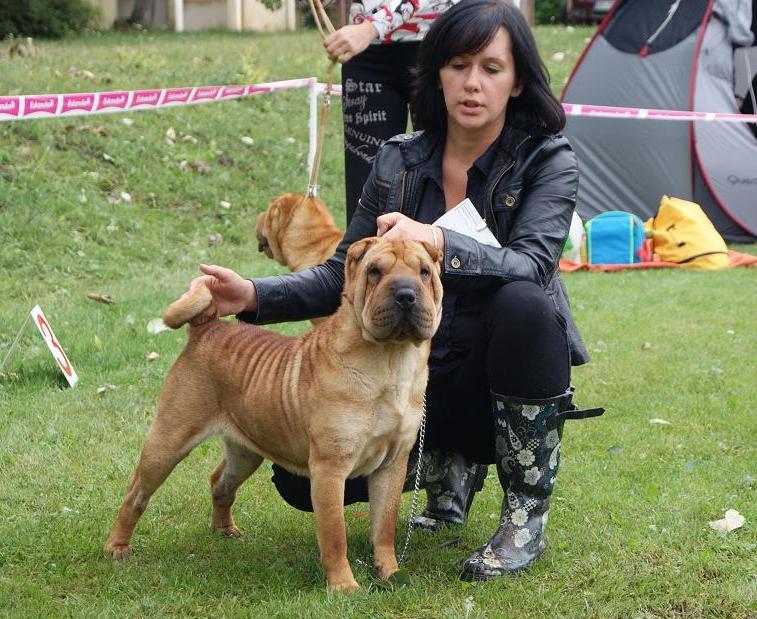 SHAR-PEI - hodowla z 40-letnim doświadczeniem !!!, Kobylanka pod Szczecinem, zachodniopomorskie