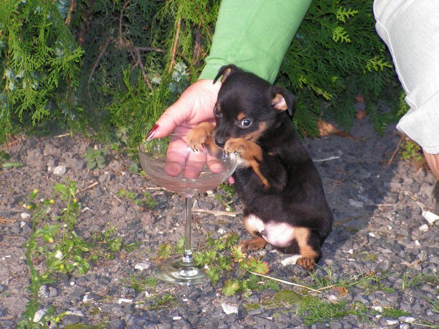 Ratlerki, szczenięta,   psy, zwierzęta, Kujawsko-pomorskie, Włocławek, kujawsko-pomorskie