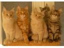 Koty Maine Coon Griffe du Chat*PL, Skoczów, śląskie