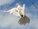 białe gołębie  na ślub