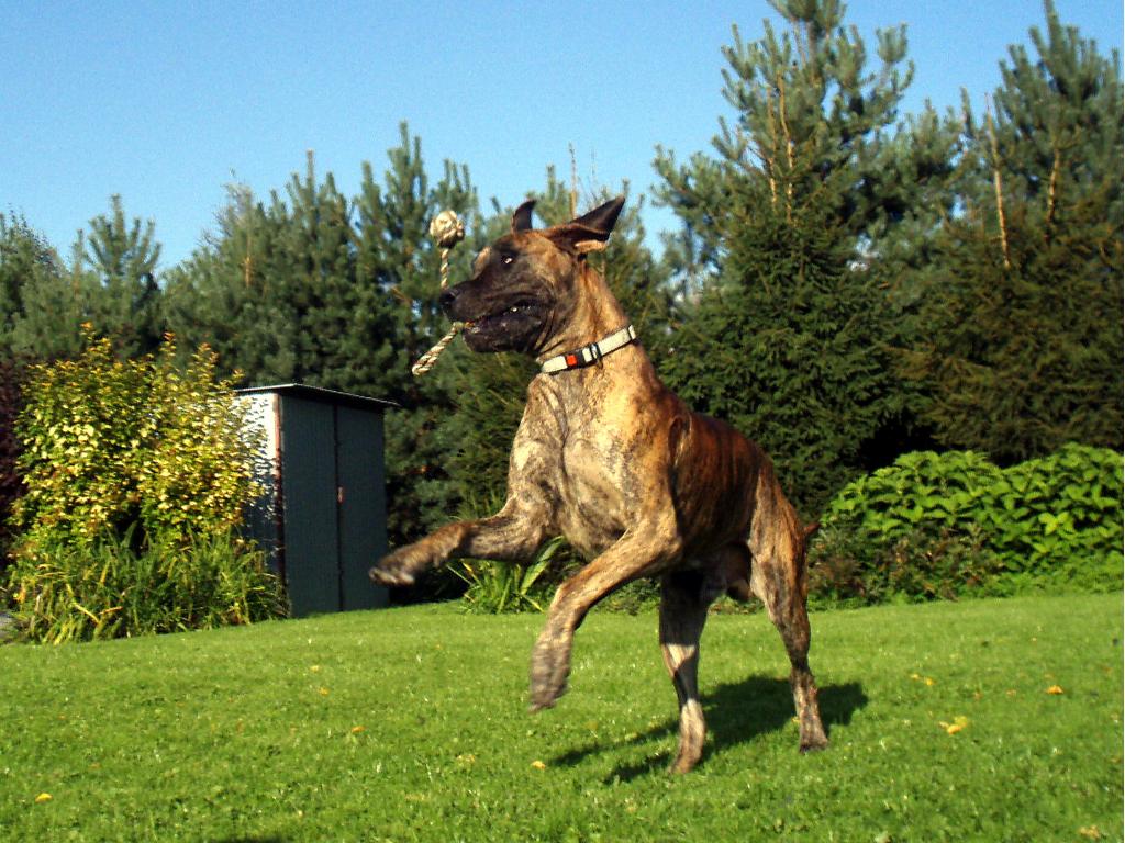 ACADEMY DOGS- hotel dla psów -SZKOLENIE PSÓW, Wejherowo, pomorskie