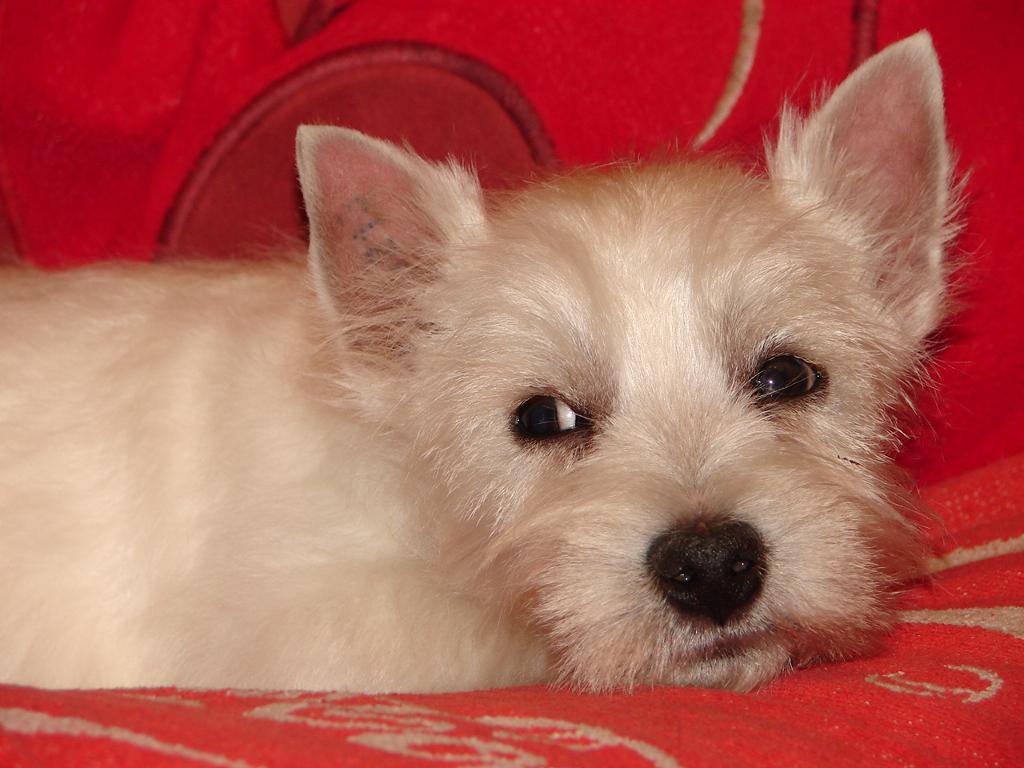 West Highland White Terrier z hodowli Geslander, Pruszków, mazowieckie
