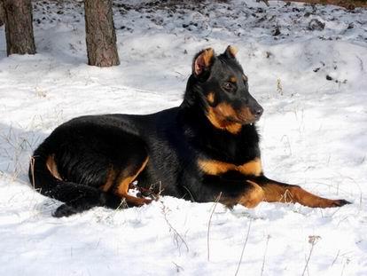 Beauceron - szczenięta rodowodowe, Radomin, kujawsko-pomorskie