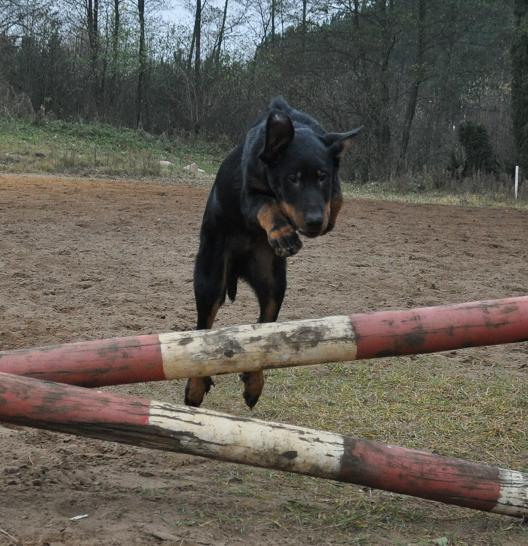 Beauceron - szczenięta rodowodowe, Radomin, kujawsko-pomorskie