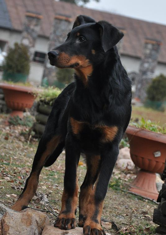 Beauceron - szczenięta rodowodowe, Radomin, kujawsko-pomorskie