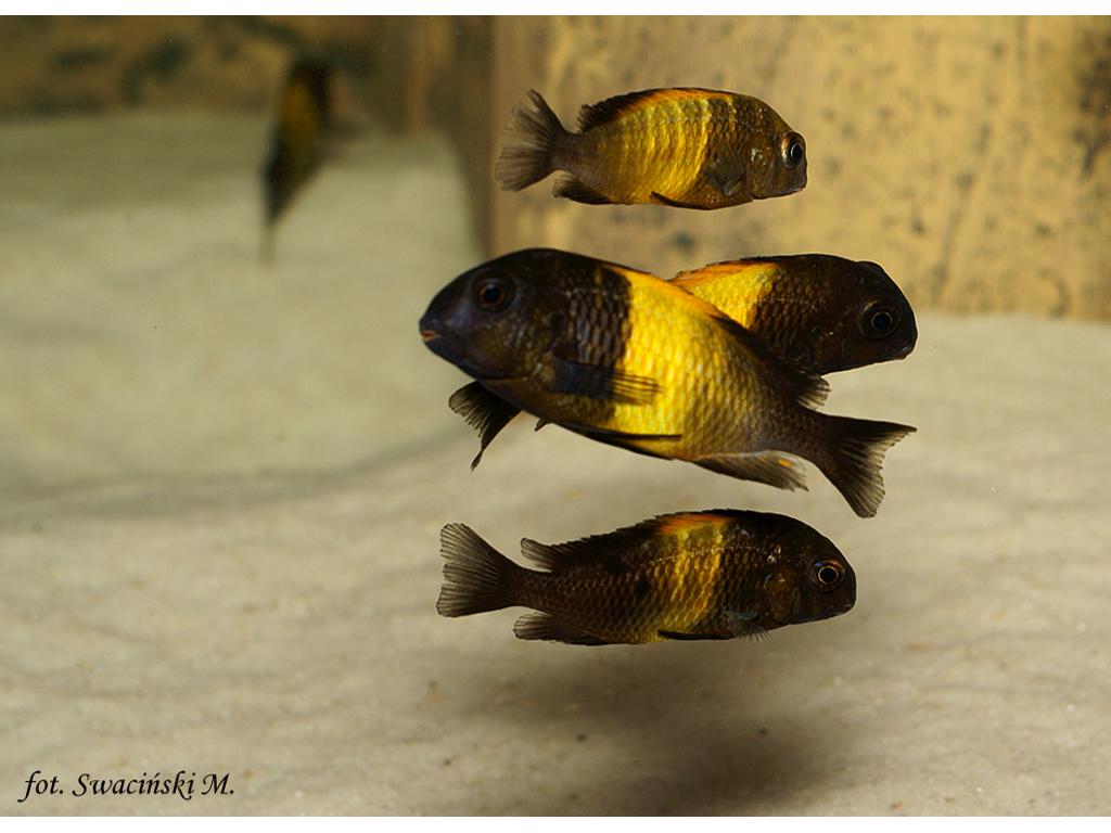 Tropheus black Kiriza