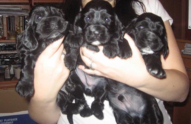 Cocker Spaniel Angielski, Lublin , lubelskie