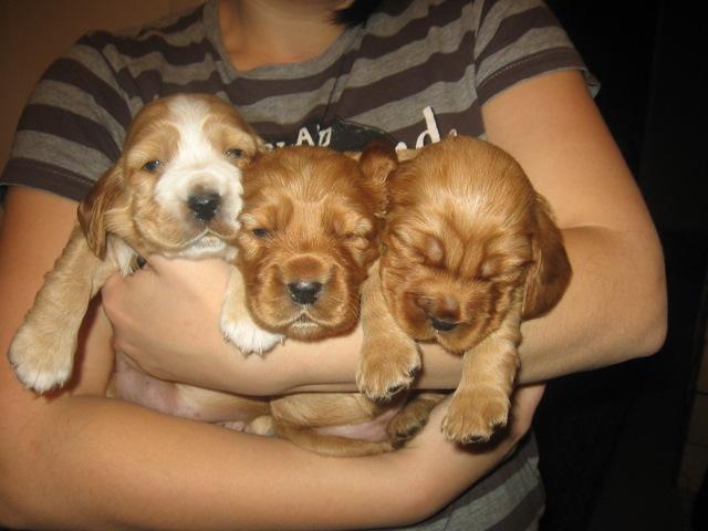 Cocker Spaniel Angielski, Lublin , lubelskie