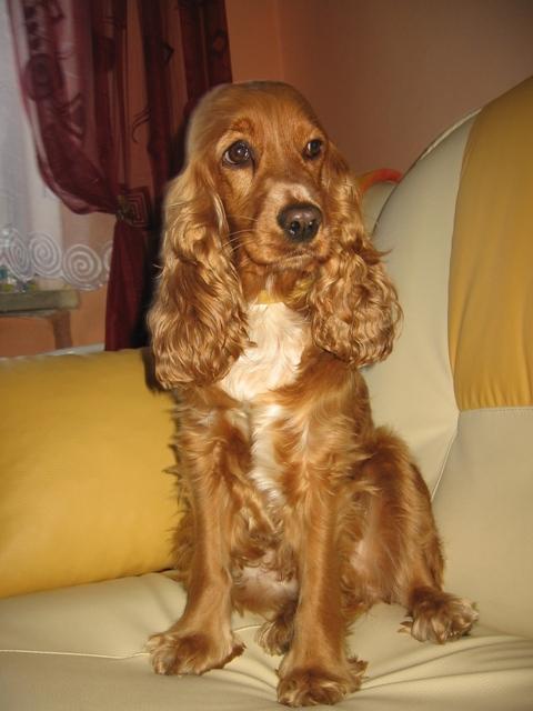 Cocker Spaniel Angielski, Lublin , lubelskie