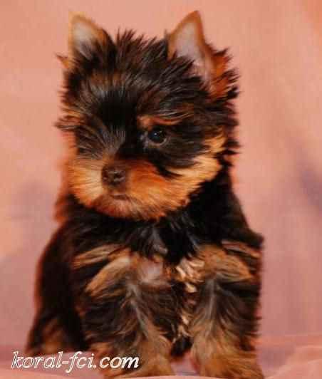 YORK*YORKI*YORKSHIRE TERRIER*SZCZENIĘ* BYDGOSZCZ*, kujawsko-pomorskie