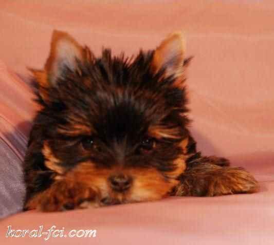 YORK*YORKI*YORKSHIRE TERRIER*SZCZENIĘ* BYDGOSZCZ*, kujawsko-pomorskie