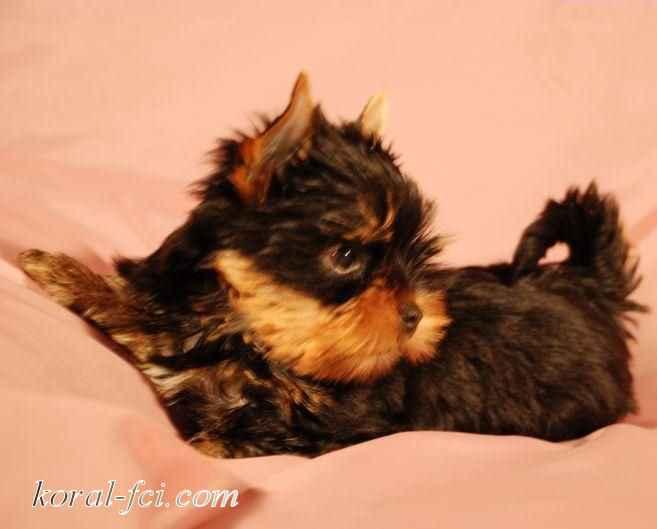 YORK*YORKI*YORKSHIRE TERRIER*SZCZENIĘ* BYDGOSZCZ*, kujawsko-pomorskie