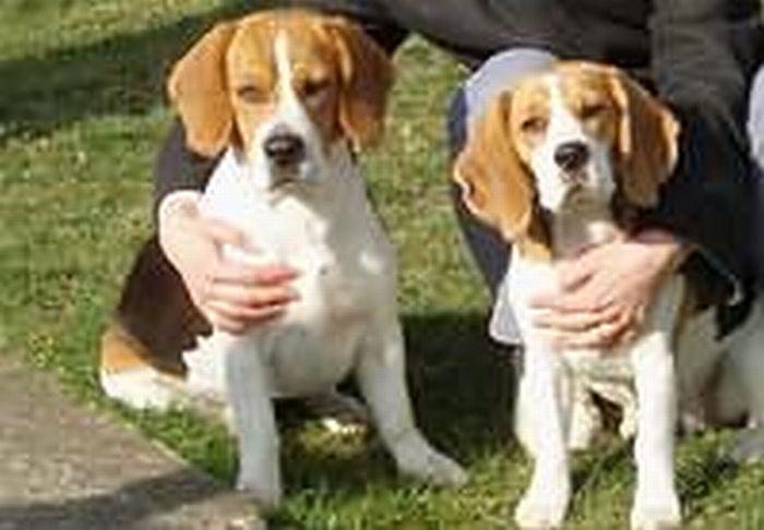 BEAGLE,  szczenięta, zwierzęta,hodowla,psy, Kujawsko-pomorskie, Włocławek, Osięciny, kujawsko-pomorskie