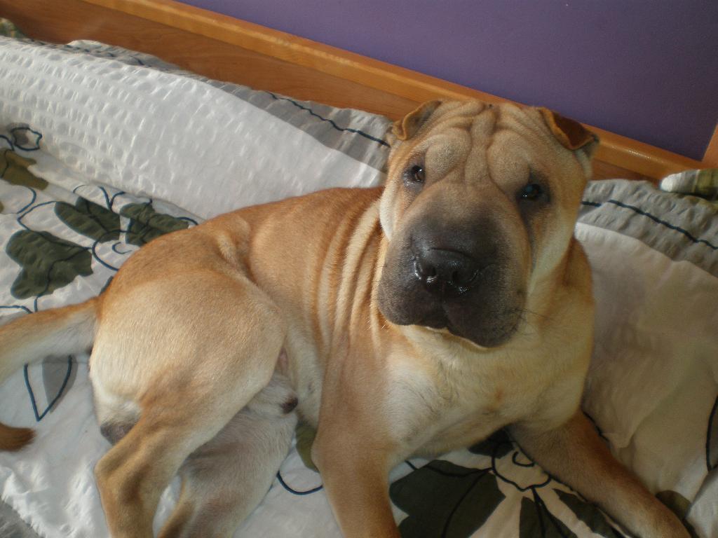 Reproduktor SHAR-PEI,  Murowana Goślina, okolice Poznania, wielkopolskie